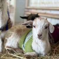 Photo of Rescued Goats
