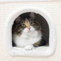 Photo of Miss Muffin (Missy)