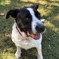 Photo of Lacey