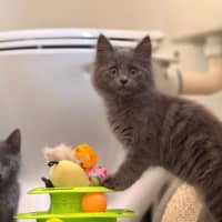 Photo of Peppercorn