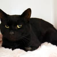 Photo of Cosmo Sta014628