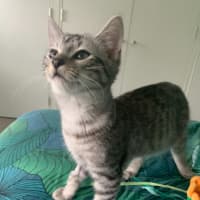 Photo of Mochi