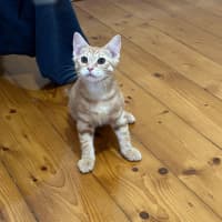 Photo of Simba