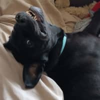 Photo of Cosmo