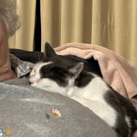 Photo of Cookie Mumma