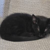 Photo of Gemma   9 Week Old Dsh