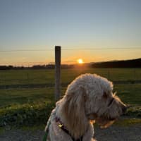 Photo of Chewy Clausen 