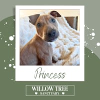 Photo of Princess