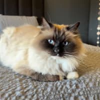 Photo of Yoda