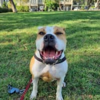 Photo of Yoko Newhaven