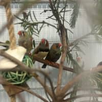 Photo of The Feathered Lucky Charms