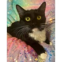 Photo of 12006   Juliet