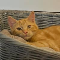 Photo of Lucius 