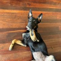Photo of Bindi