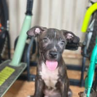 Photo of Tide (Milo)