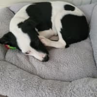 Photo of Minnie   11 Week Old Mastiff X