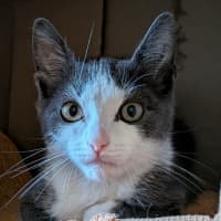 Photo of Clementine