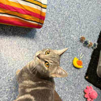 Photo of Tinker