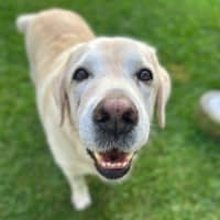 Photo of Bobby   12 Year Old Labrador