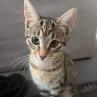Photo of Pebbles