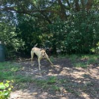 Photo of Toffee, The Cat Friendly Greyhound