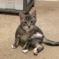 Photo of Ranger *9 Lives Project Rescue*