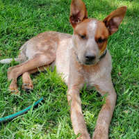 Photo of Pippin