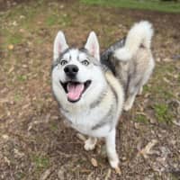 Photo of Echo