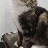 Photo of Flick