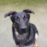 Photo of Twistie