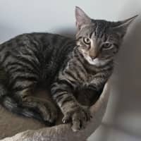 Photo of Ziggy