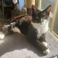 Photo of Spitfire