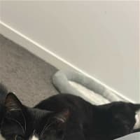 Photo of Peanut & Pickle