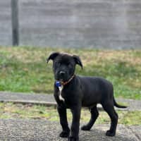 Photo of Blade   8 Week Old Staffy X