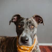 Photo of Maisy *$350 Adoption Fee*