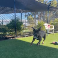 Photo of Dave Imp 678