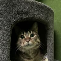 Photo of Snipps (Bonded To Nala)
