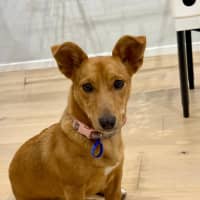 Photo of Honey   9 Month Old Kelpie X Jack Russell 