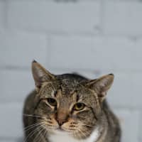 Photo of Bart