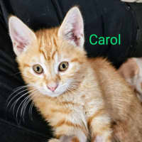 Photo of Carol Meet Me@Petstock Keysborough Store 