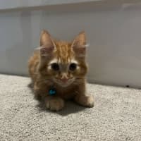 Photo of Mufasa   Located In Pakenham