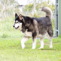 Photo of Cardie