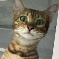 Photo of Purrincess Leia