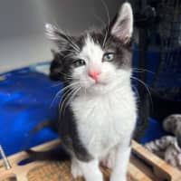 Photo of Mango Passion