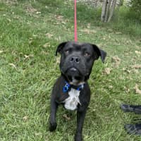 Photo of Major *$350 Adoption Fee*