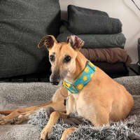 Photo of Sandy, The Greyhound