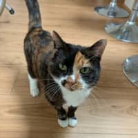 Photo of Dixie