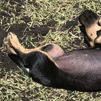 Photo of Mabel, Pug X Dachshund X French Bulldog Puppy