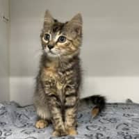 Photo of Fig