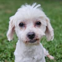 Photo of Pea